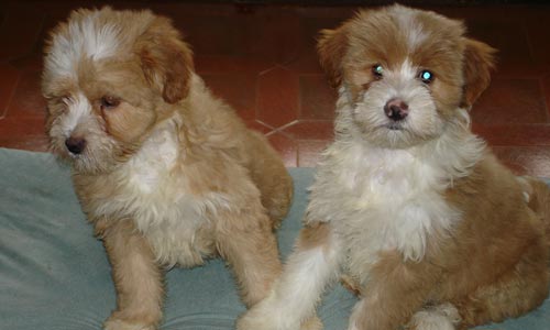 Cachorros de Terrier del Tbet