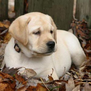 Fotos de cachorros Labrador