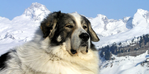 Fotos de perros: Montaa de los Pirineos