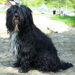 Fotos del Terrier del Tbet