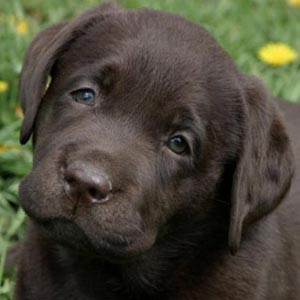 Labrador Retriever: posibles enfermedades