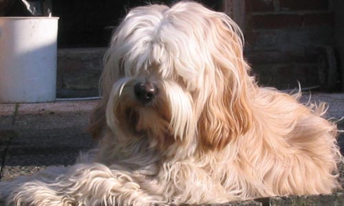 Perros Terrier del Tbet